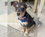 Small #1 Mutt