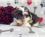 Small Photo #1 Lhasa-Poo Puppy For Sale in LAKELAND, FL, USA