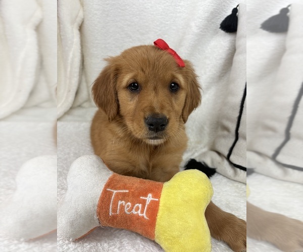 Medium Photo #2 Golden Retriever Puppy For Sale in GREENFIELD, IN, USA