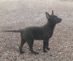 Small Photo #3 Dutch Shepherd Dog Puppy For Sale in CASTLE ROCK, CO, USA