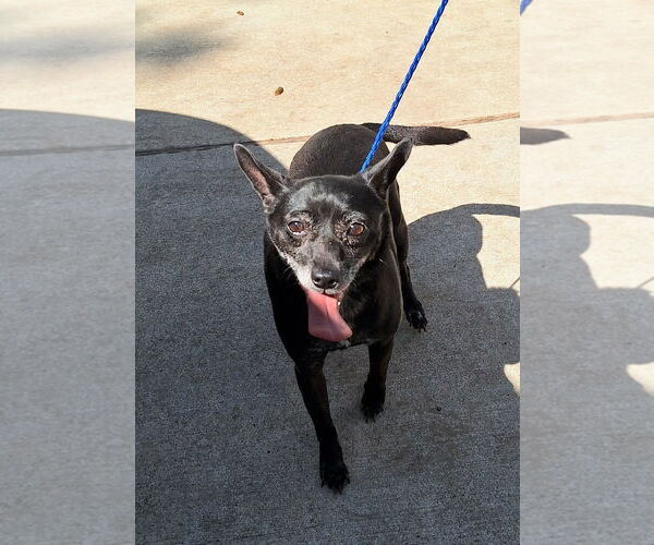 Medium Photo #3 Chihuahua-Unknown Mix Puppy For Sale in Missouri City, TX, USA