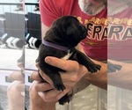 Small Photo #56 Cane Corso Puppy For Sale in REEVESVILLE, SC, USA