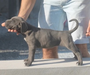 Cane Corso Puppy for Sale in RIDGEFIELD, Connecticut USA