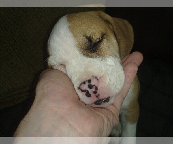 Medium Photo #9 Beagle-English Bulldog Mix Puppy For Sale in MAPLE VALLEY, WA, USA