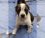 Small #1 Catahoula Leopard Dog Mix