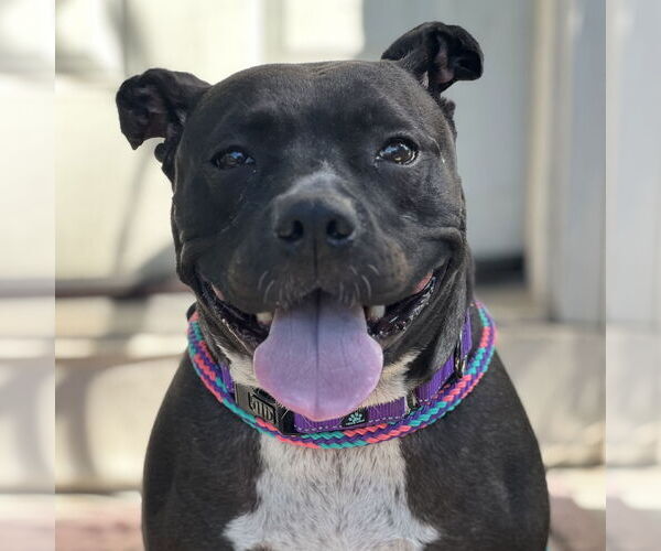 Medium Photo #3 Mutt Puppy For Sale in Cranford, NJ, USA