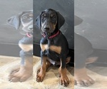 Puppy red collar Doberman Pinscher
