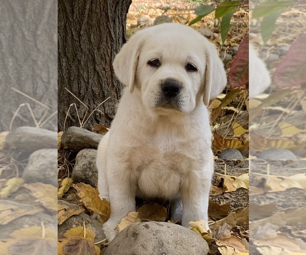 Medium Photo #3 Golden Labrador Puppy For Sale in GLENDALE, CA, USA