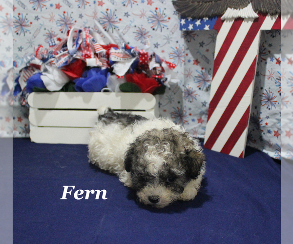 Medium Photo #20 Poodle (Toy) Puppy For Sale in CHANUTE, KS, USA