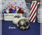 Small #19 Poodle (Toy)