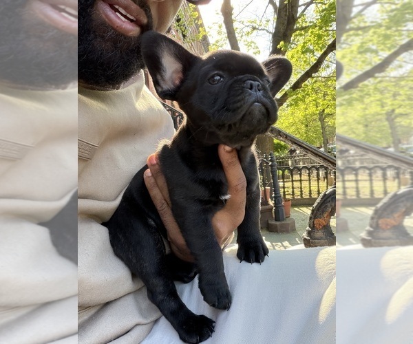 Medium Photo #2 French Bulldog Puppy For Sale in ARVERNE, NY, USA