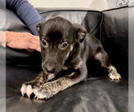 Small #7 Border Terrier-Labrador Retriever Mix
