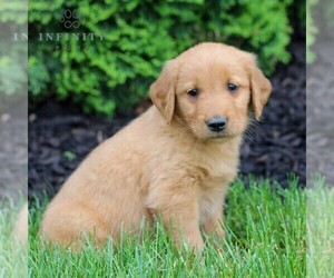 Golden Retriever Puppy for Sale in LITITZ, Pennsylvania USA
