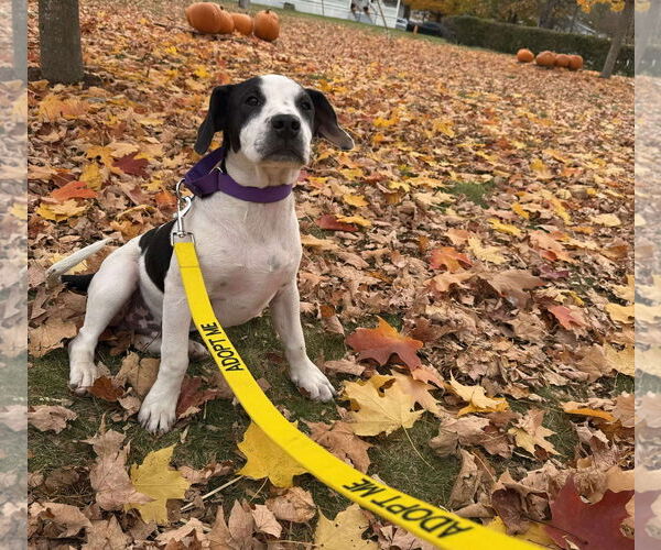 Medium Photo #5 Pointer-Unknown Mix Puppy For Sale in pomfret, CT, USA