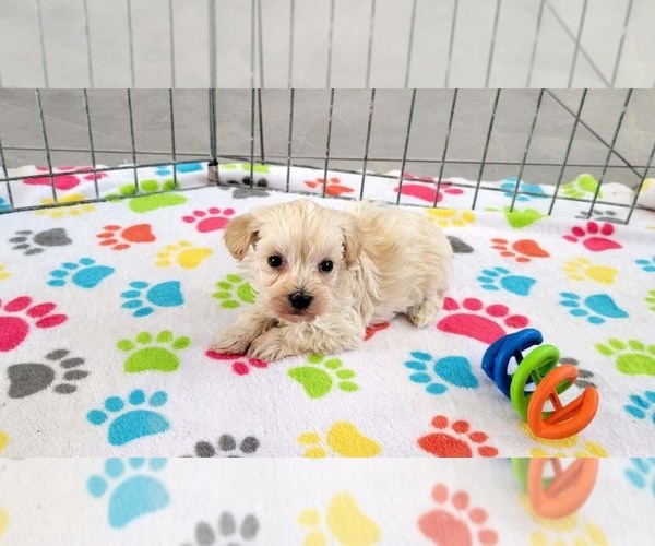 Medium Photo #6 Maltese-Poodle (Toy) Mix Puppy For Sale in ORO VALLEY, AZ, USA