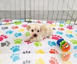 Small #5 Maltese-Poodle (Toy) Mix