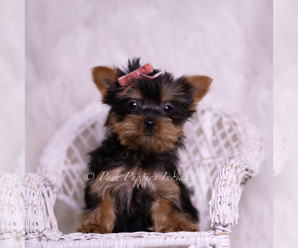 Medium Photo #7 Yorkshire Terrier Puppy For Sale in WARSAW, IN, USA