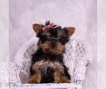 Small Photo #92 Yorkshire Terrier Puppy For Sale in WARSAW, IN, USA