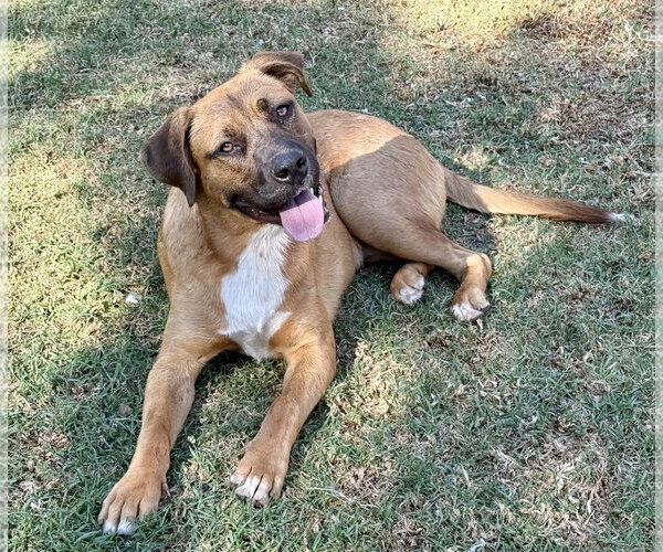 Medium Photo #3 Mutt Puppy For Sale in Hesperia, CA, USA