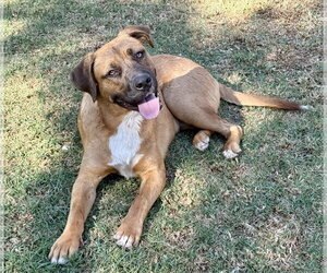 Levi - Male Mutt Dog for Adoption - Photo #3
