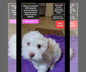 Havanese-Zuchon Mix Puppy for sale in TUCSON, AZ, USA