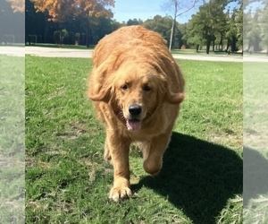 Mother of the Golden Retriever puppies born on 06/09/2024