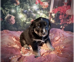 Goberian Puppy for sale in NASHVILLE, TN, USA
