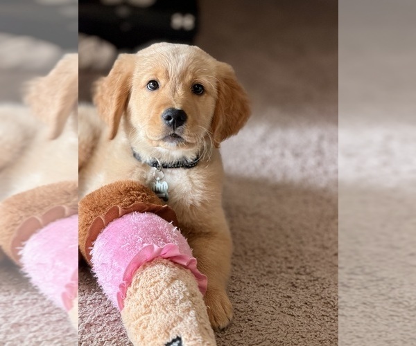 Medium Photo #3 Golden Retriever Puppy For Sale in WALTON, KY, USA