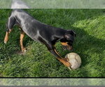 Small #3 Doberman Pinscher Mix