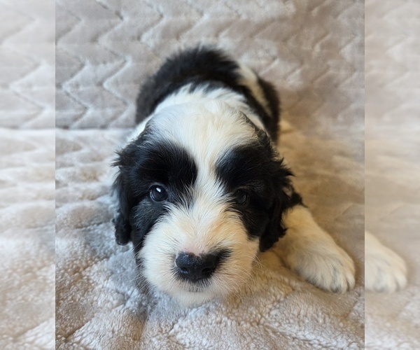 Medium Photo #19 Aussiedoodle Puppy For Sale in WILLS POINT, TX, USA