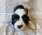 Small #18 Aussiedoodle