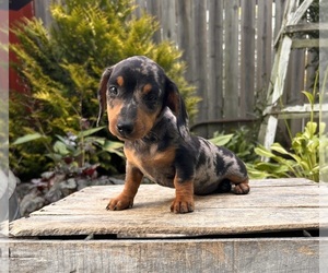 Dachshund Puppy for sale in MIDDLEBURY, IN, USA