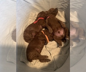 Poodle (Standard) Puppy for sale in OVERLAND, KS, USA