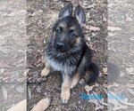 Small Photo #2 German Shepherd Dog Puppy For Sale in Des Moines, IA, USA