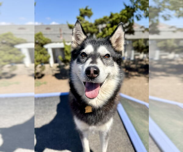 Medium Photo #1 Siberian Husky Puppy For Sale in Seal Beach, CA, USA