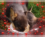 Small #33 Pembroke Welsh Corgi-Scottish Terrier Mix