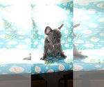 Small Photo #3 French Bulldog Puppy For Sale in GRAHAM, WA, USA