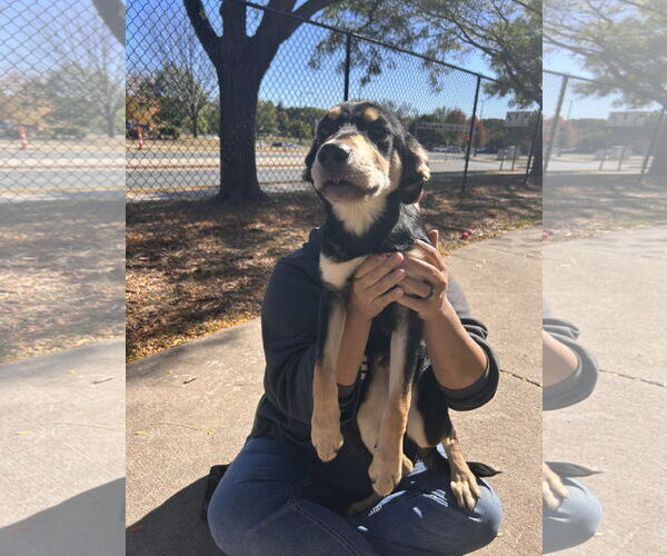 Medium Photo #10 Australian Kelpie-German Shepherd Dog Mix Puppy For Sale in Princeton, MN, USA