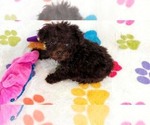 Small #8 Cockapoo (Toy)-Poodle (Toy) Mix