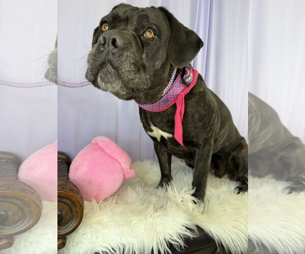 Medium Photo #3 Mutt Puppy For Sale in Goodyear, AZ, USA