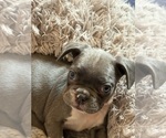 Puppy Libby French Bulldog