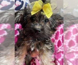 Poodle (Toy)-Yorkshire Terrier Mix Puppy for sale in SARASOTA, FL, USA