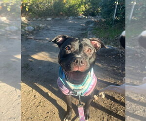 American Pit Bull Terrier-Unknown Mix Dogs for adoption in Dana Point, CA, USA