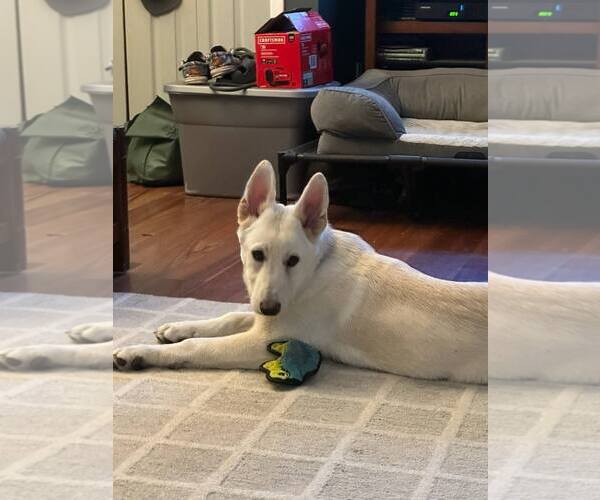 Medium Photo #7 Mutt Puppy For Sale in Tenafly, NJ, USA