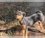 Small Photo #3 Chihuahua-Unknown Mix Puppy For Sale in Fort Collins, CO, USA