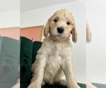 Small Photo #6 Goldendoodle Puppy For Sale in SAN FRANCISCO, CA, USA