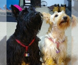 Mother of the Scottish Terrier puppies born on 01/11/2023