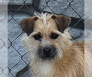 Mutt Dogs for adoption in Salt Lake City, UT, USA