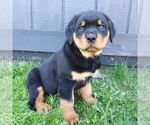 Small Photo #1 Rottweiler Puppy For Sale in CHAMBERSBURG, PA, USA
