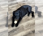 Small Photo #56 Rotticorso Puppy For Sale in REEVESVILLE, SC, USA